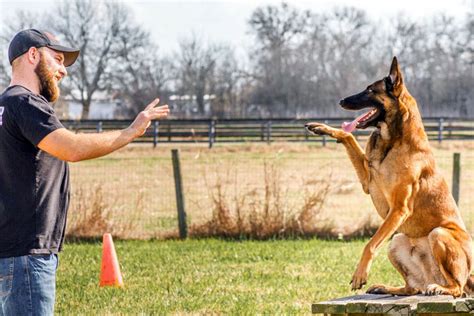 ‘You’re not getting this dog back': Professional Dog Trainer Finds 